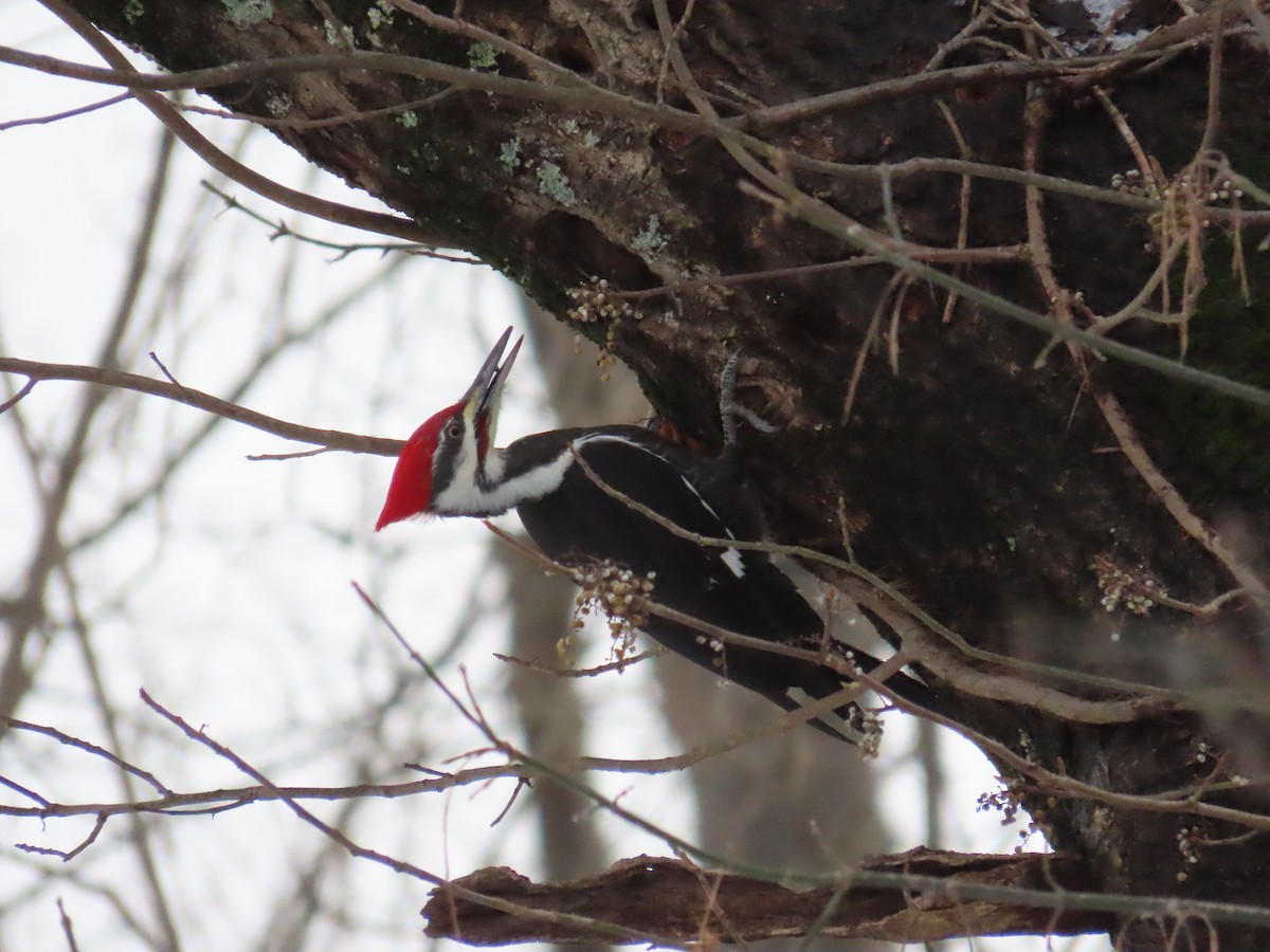 Pileated Woodpecker - ML647129254
