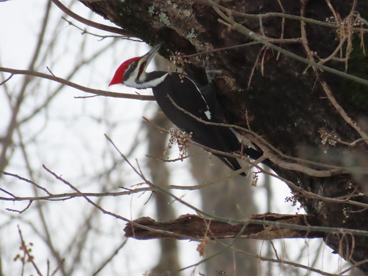 Pileated Woodpecker - ML647129255