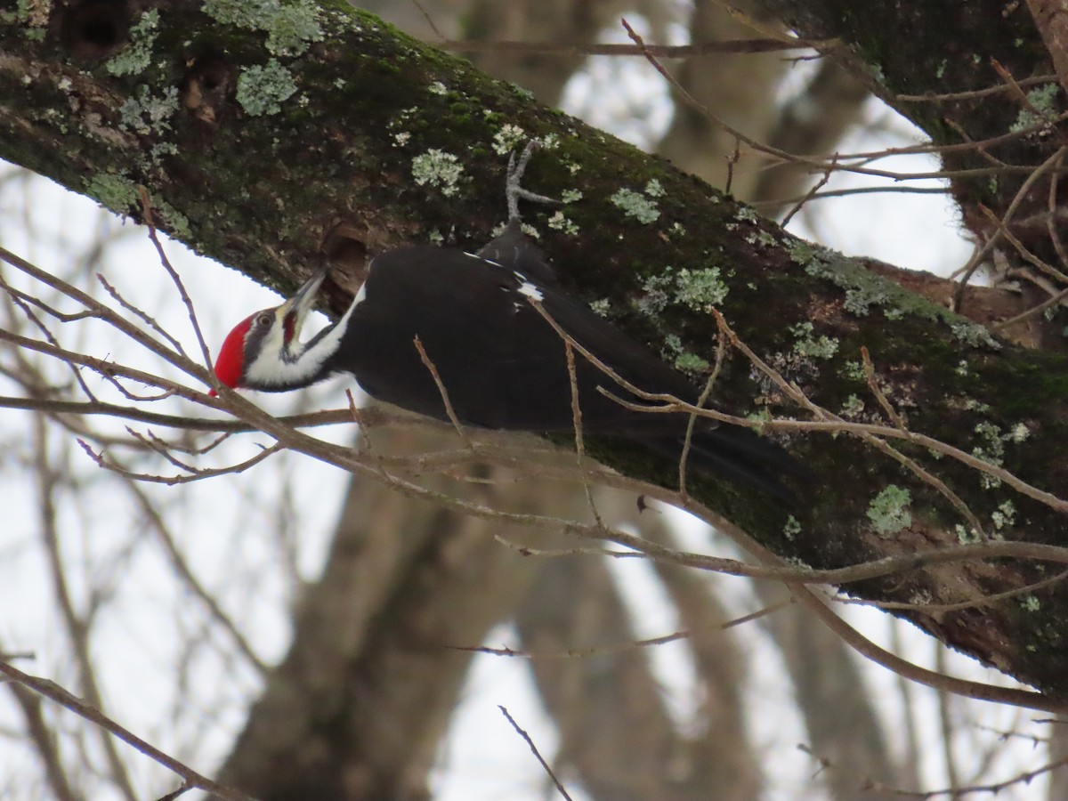 Pileated Woodpecker - ML647129256