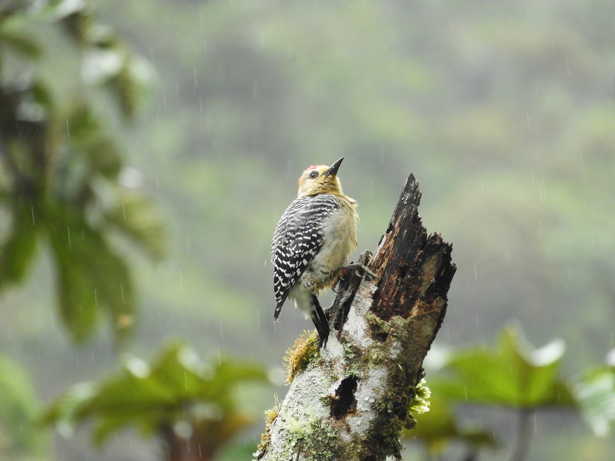 Red-crowned Woodpecker - ML647129263