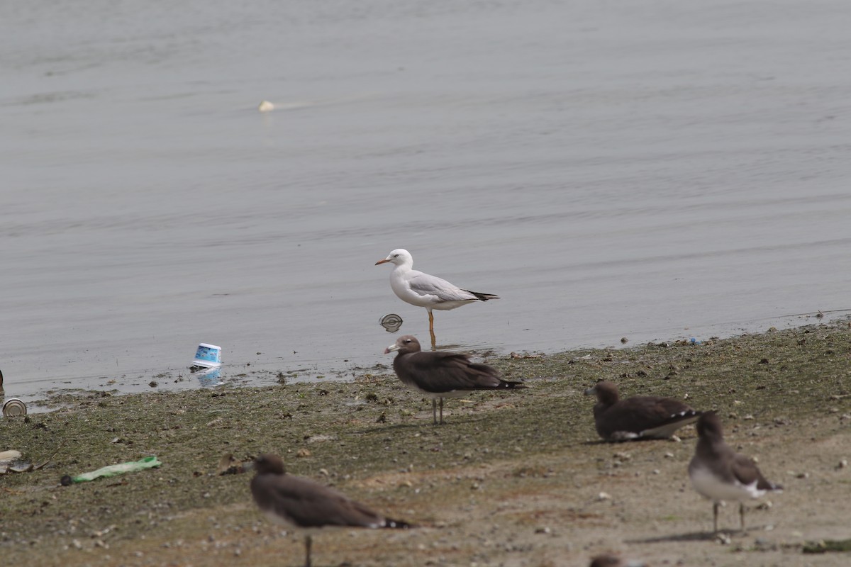 Морской голубок - ML647129280