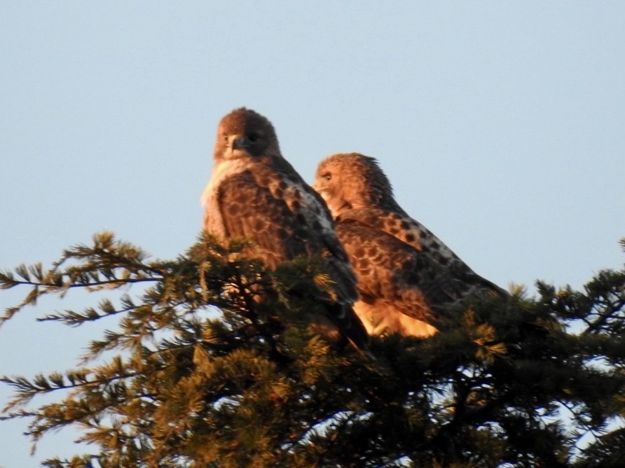 Red-tailed Hawk - ML647129296