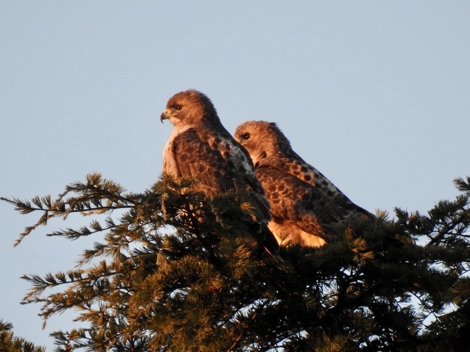 Red-tailed Hawk - ML647129297