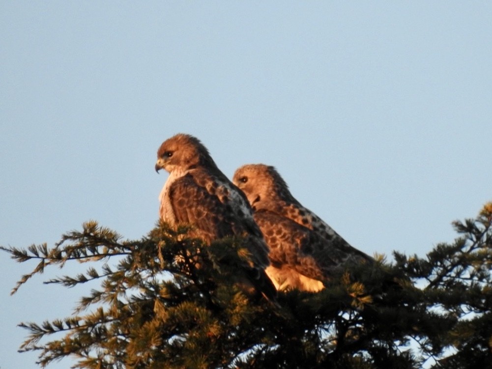 Red-tailed Hawk - ML647129298
