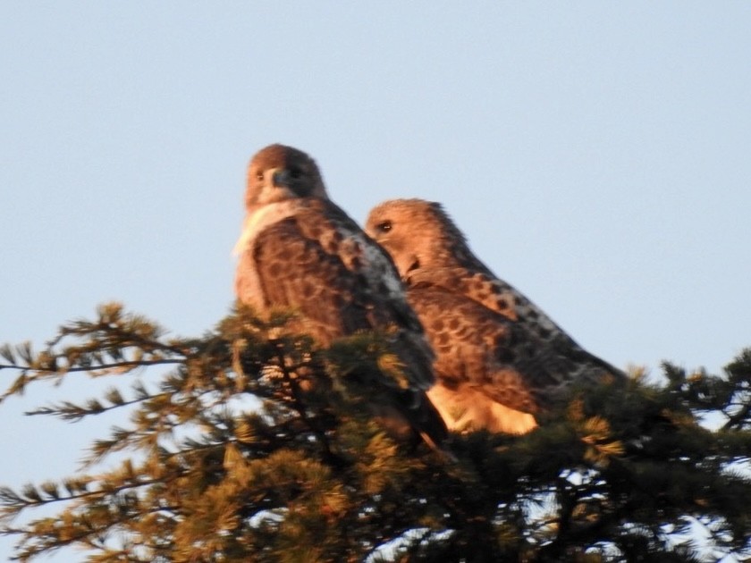 Red-tailed Hawk - ML647129299
