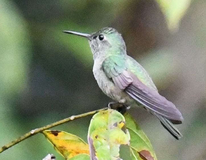 セイガイハチドリ - ML647129302