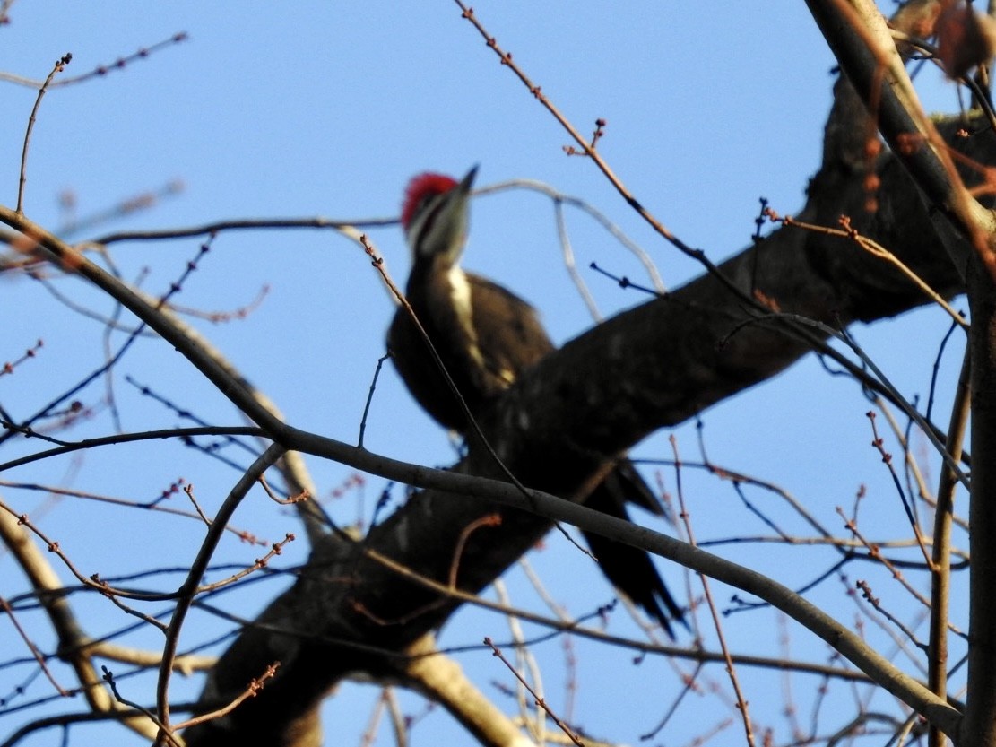 Pileated Woodpecker - ML647129306