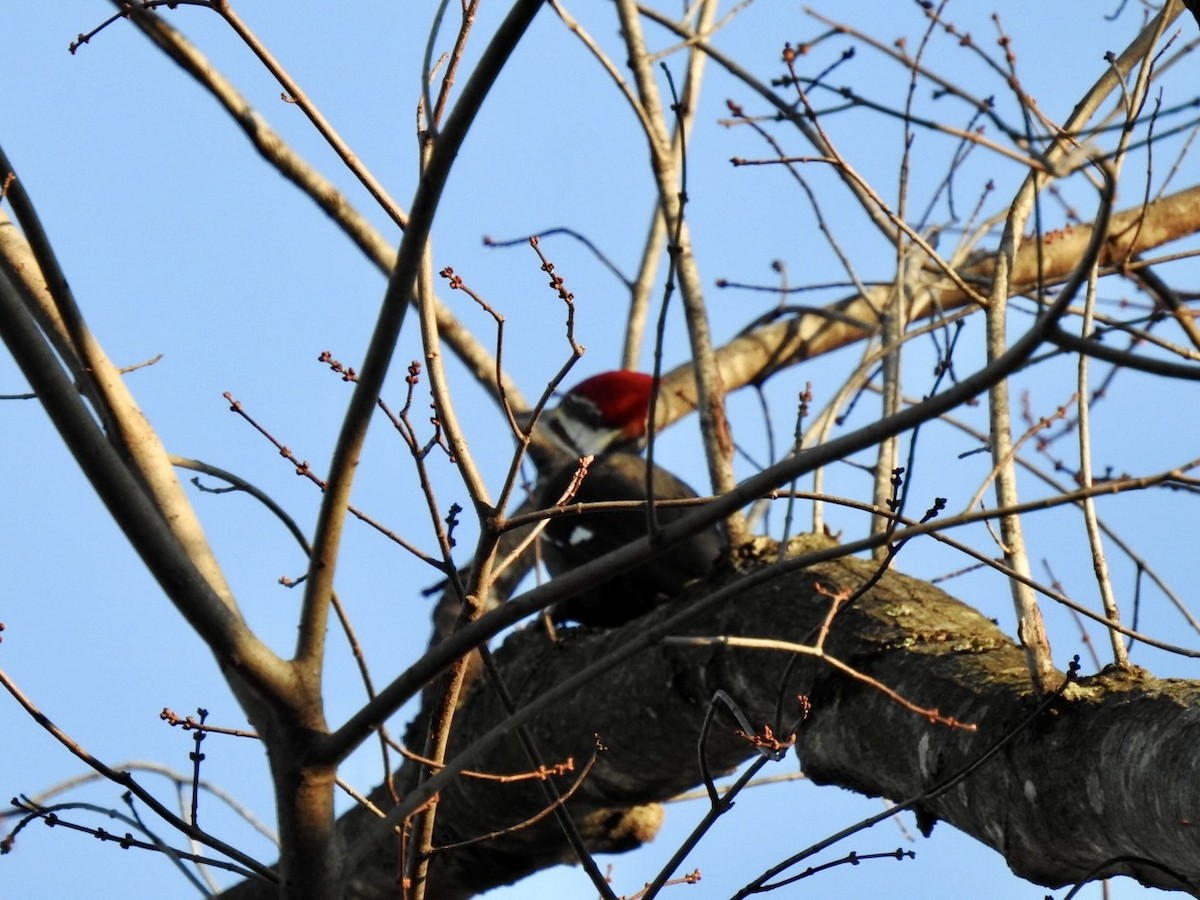 Pileated Woodpecker - ML647129307