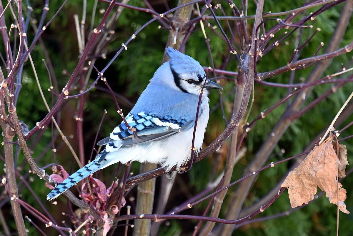 Blue Jay - ML647129320