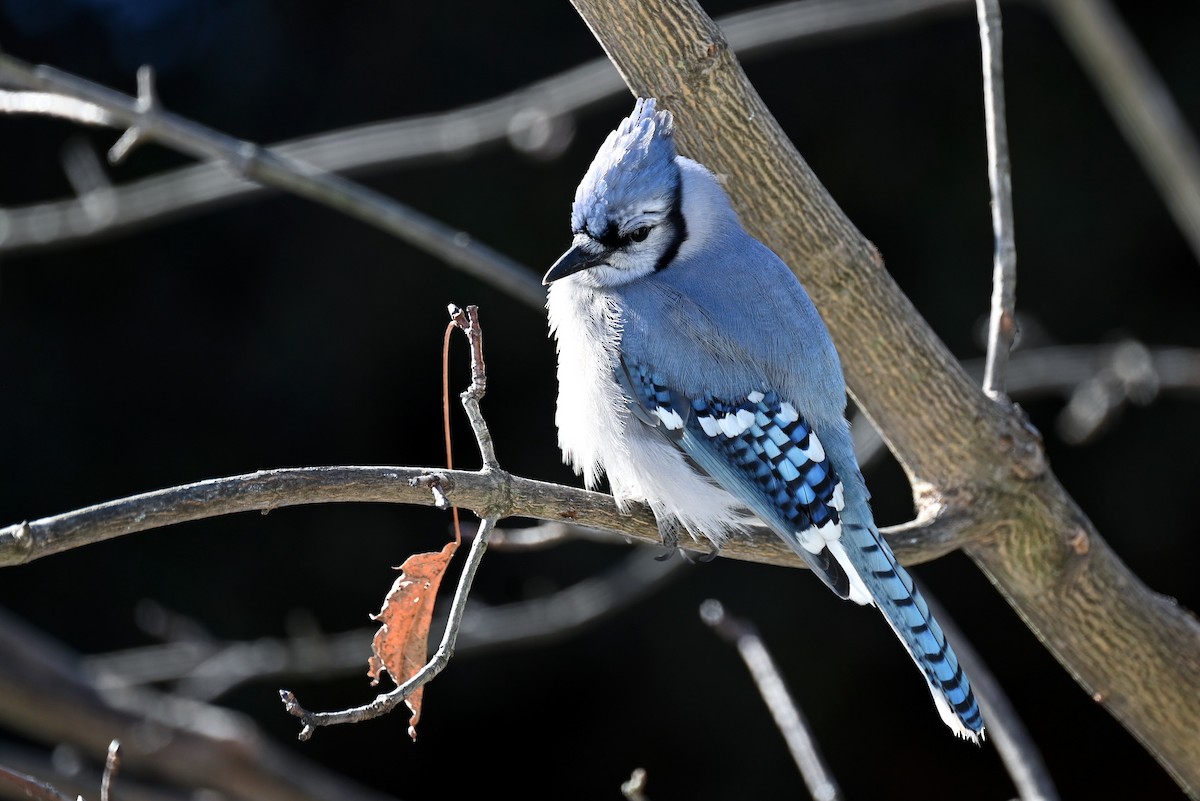 Blue Jay - ML647129321