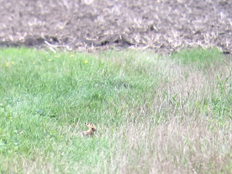 Одуд євразійський - ML647129327