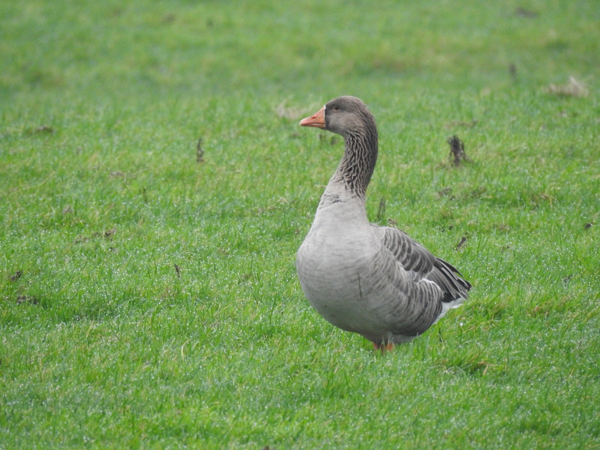 Graylag Goose - ML647129342