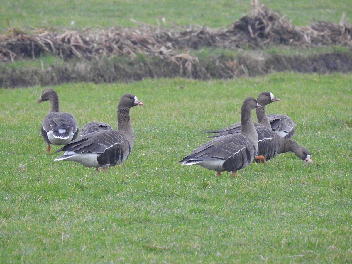 Greater White-fronted Goose (Eurasian) - ML647129350