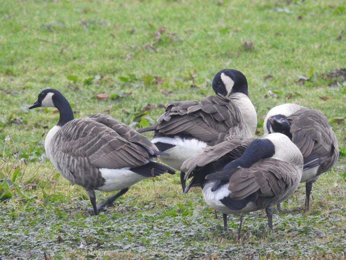 Canada Goose - ML647129358