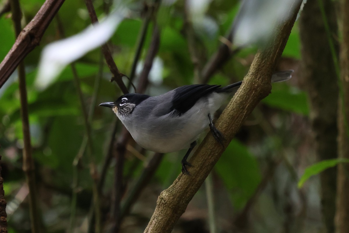 Garrulaxe de Desgodins - ML647129359