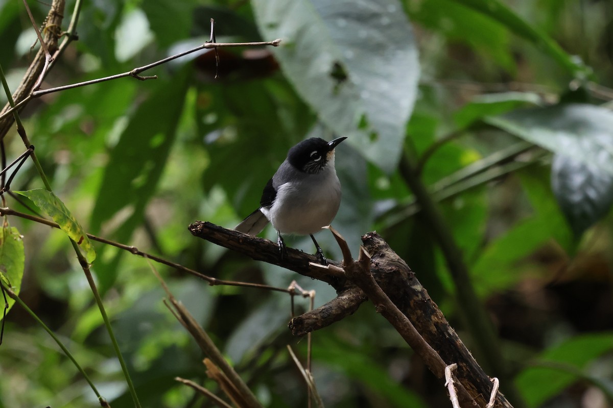 Garrulaxe de Desgodins - ML647129360