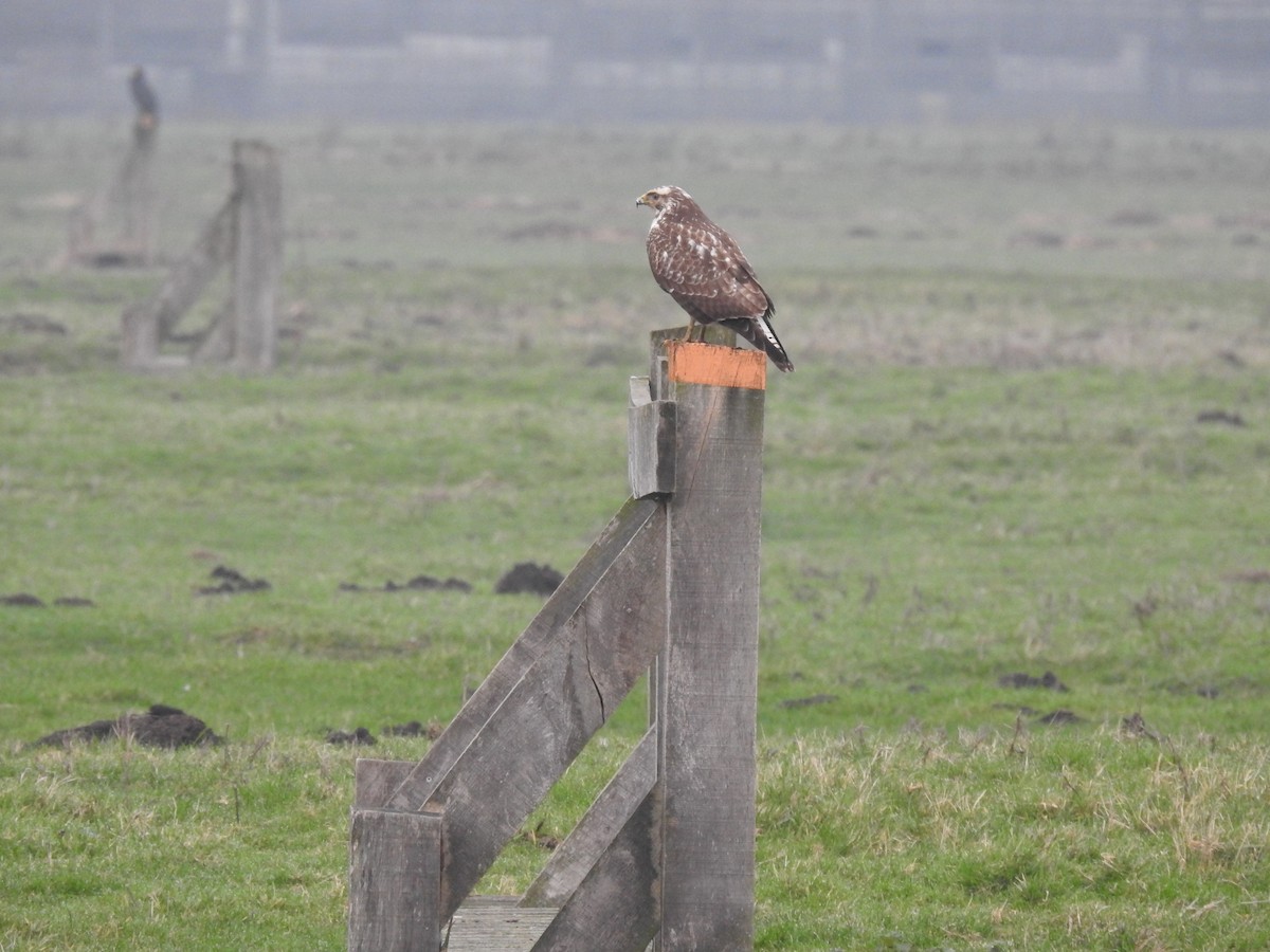 Common Buzzard - ML647129370