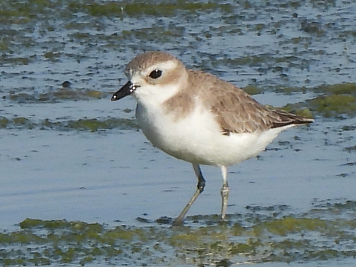 Tibetan Sand-Plover - ML647129374