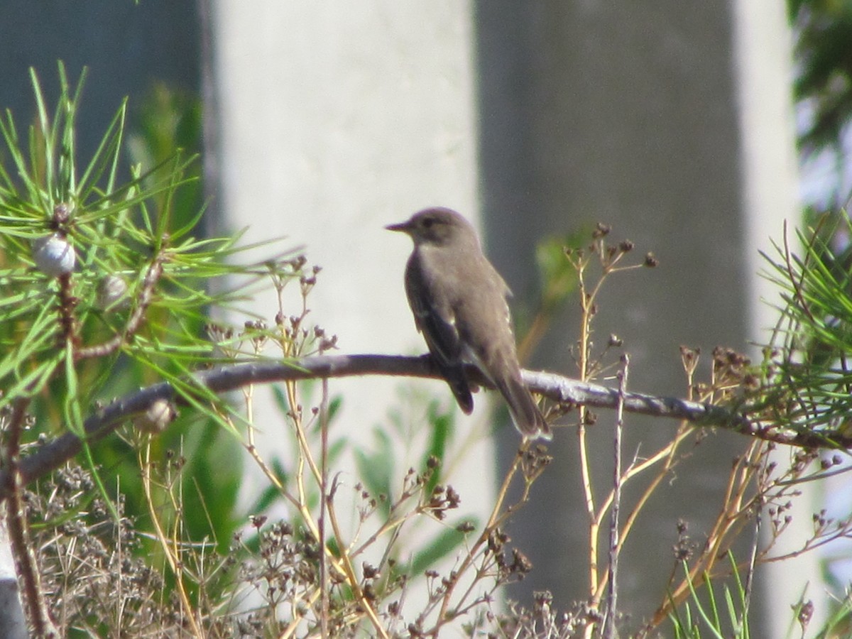 Spotted Flycatcher - ML647129377