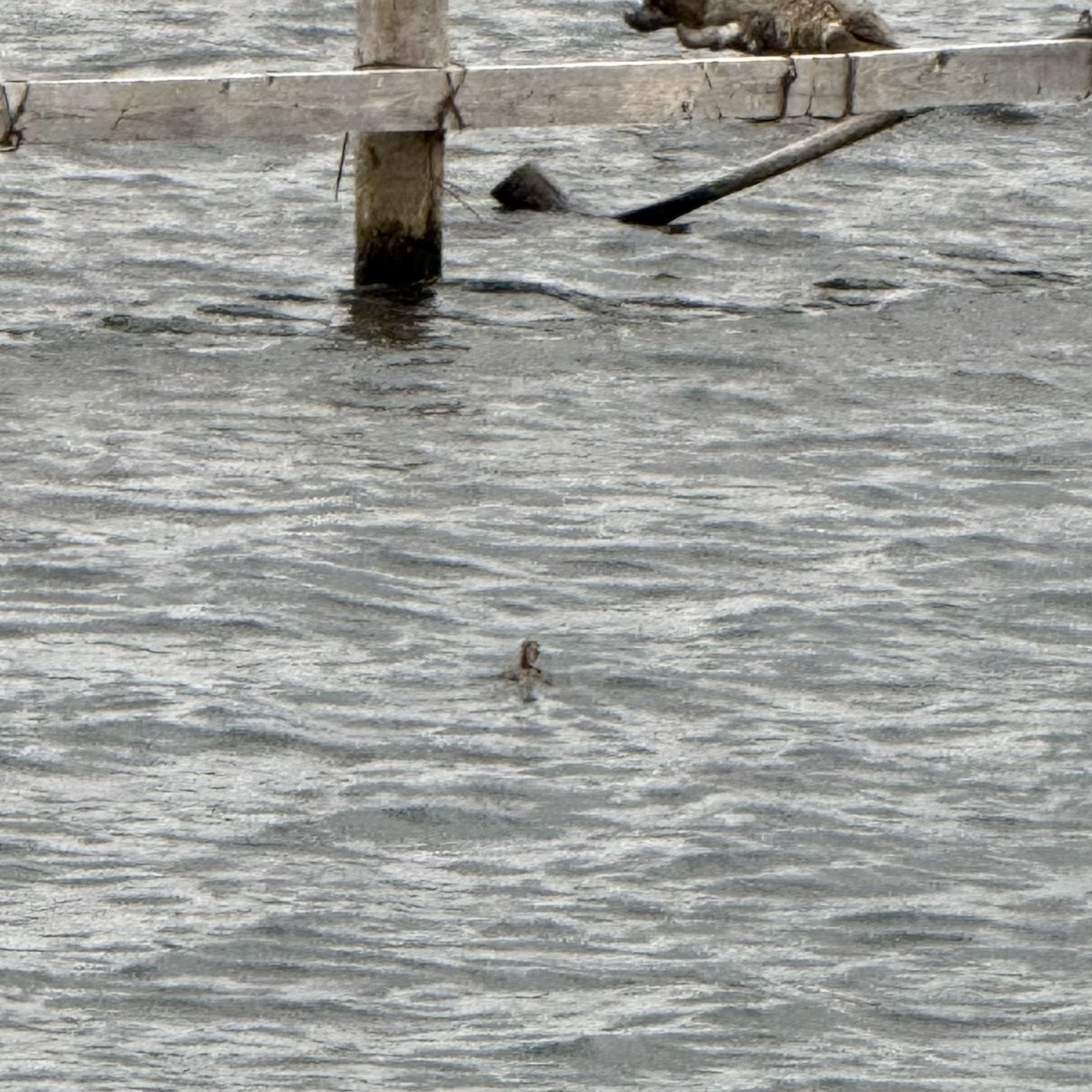 Little Grebe - ML647129399