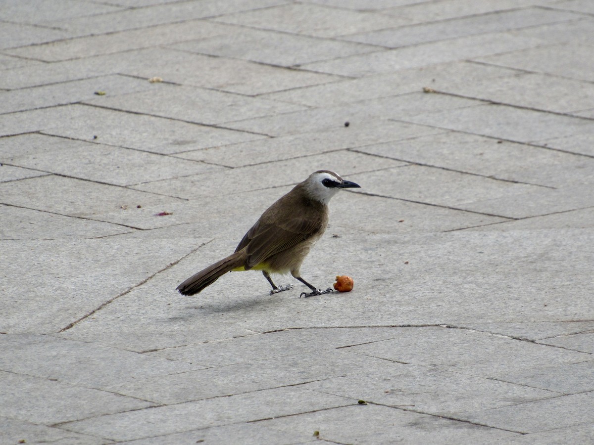 Yellow-vented Bulbul (Sunda) - ML647129402