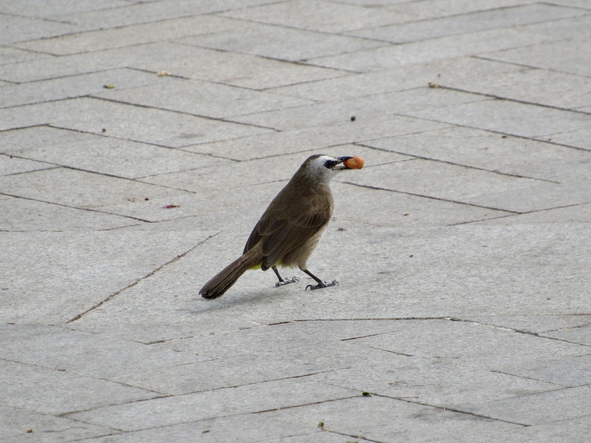 Yellow-vented Bulbul (Sunda) - ML647129403