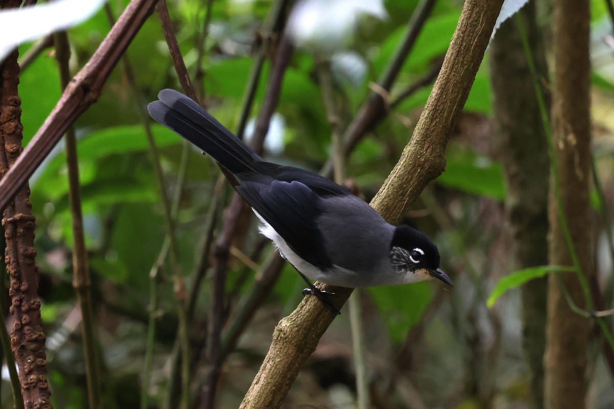 Garrulaxe de Desgodins - ML647129404