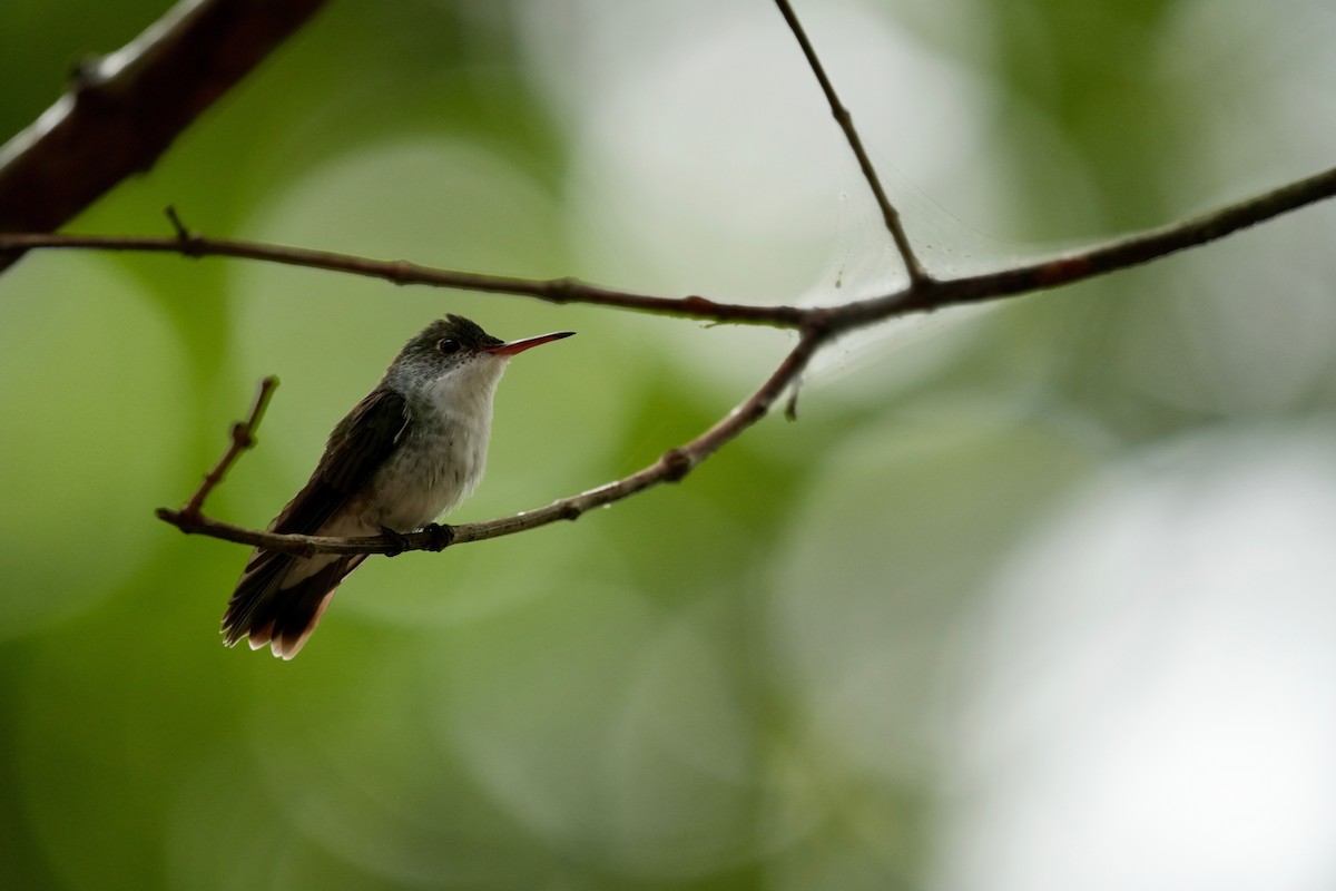 White-bellied Emerald - ML647129411