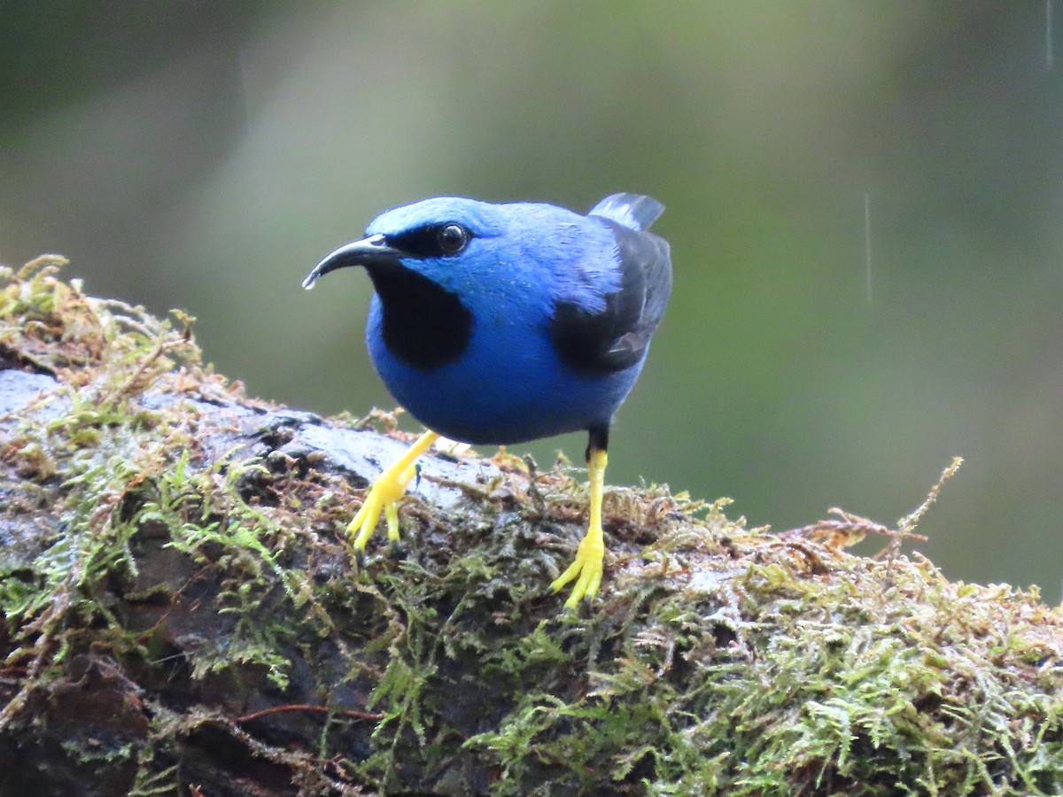 Shining Honeycreeper - ML647129415