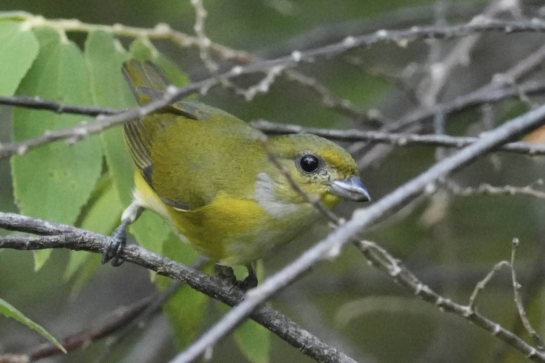 Yellow-throated Euphonia - ML647129416