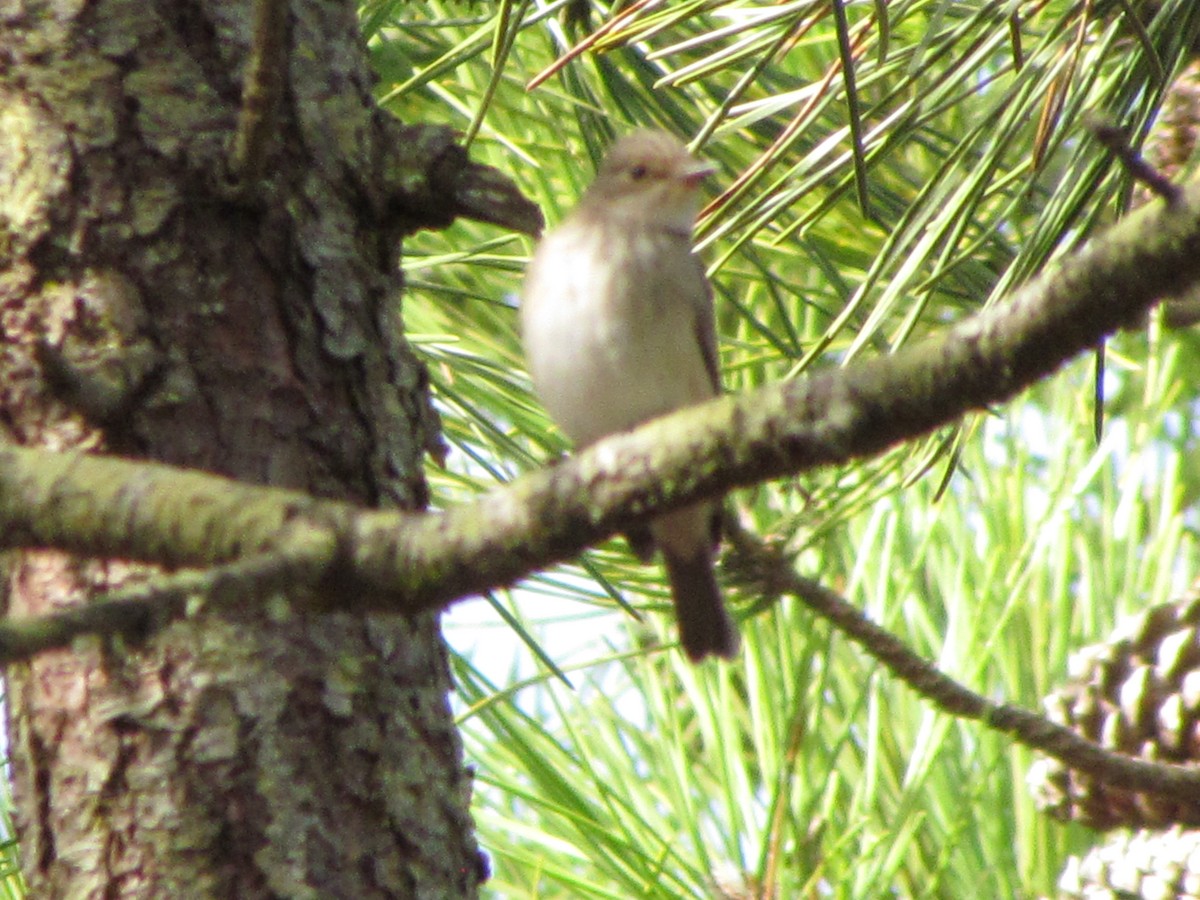 Spotted Flycatcher - ML647129417