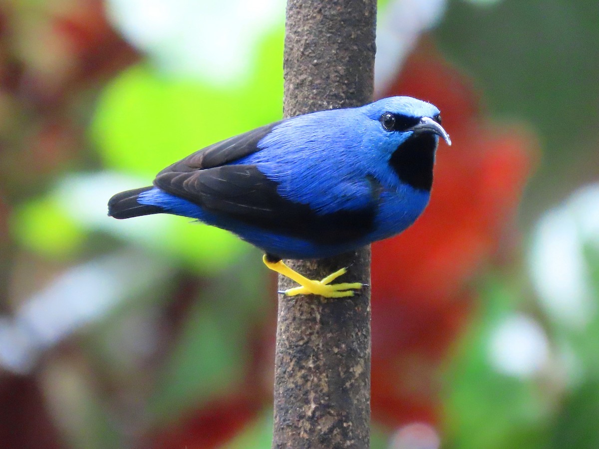 Shining Honeycreeper - ML647129419