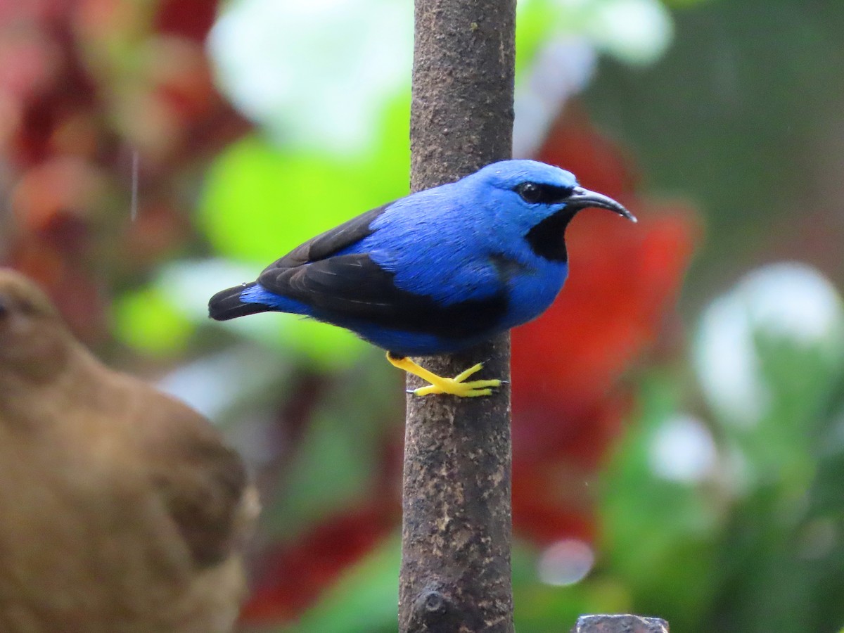 Shining Honeycreeper - ML647129439