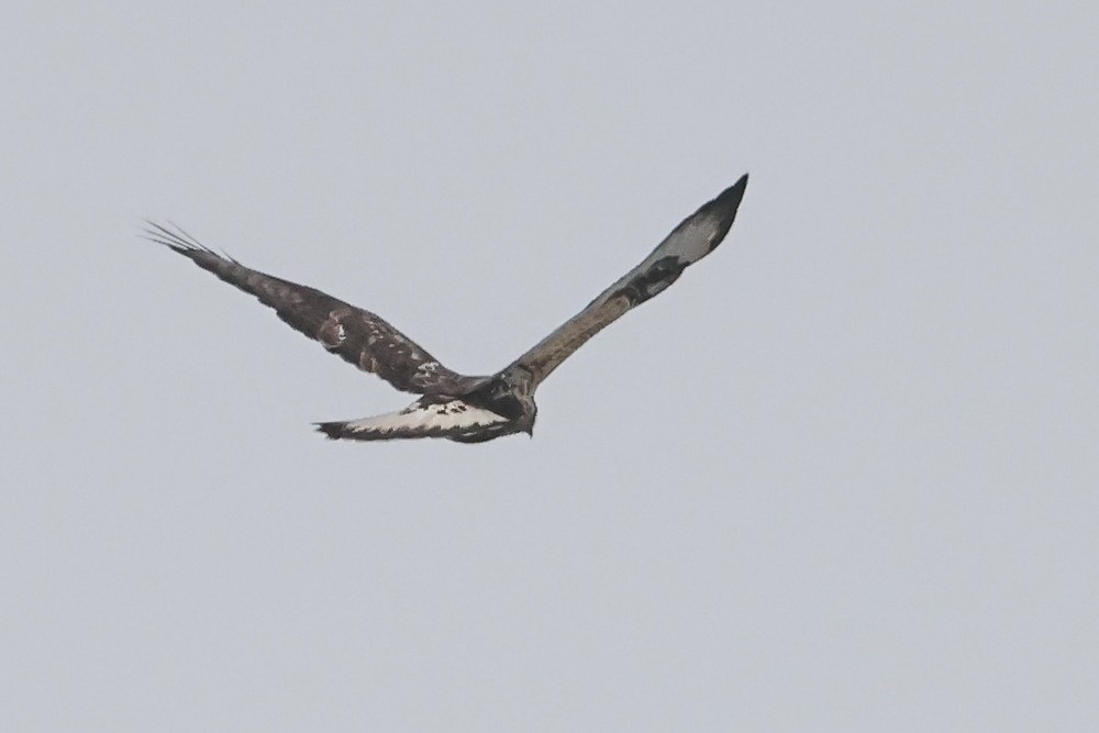 Зимняк - ML647129447