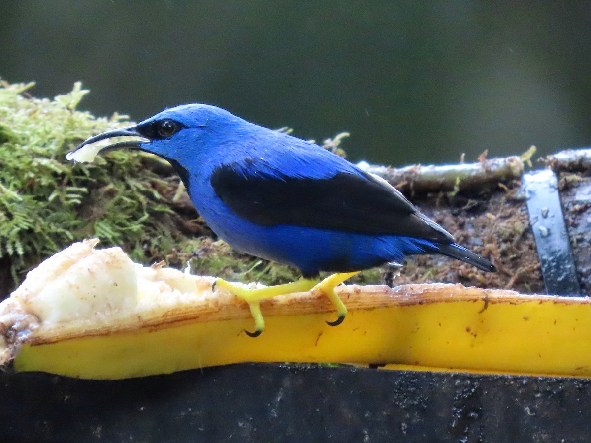 Shining Honeycreeper - ML647129451