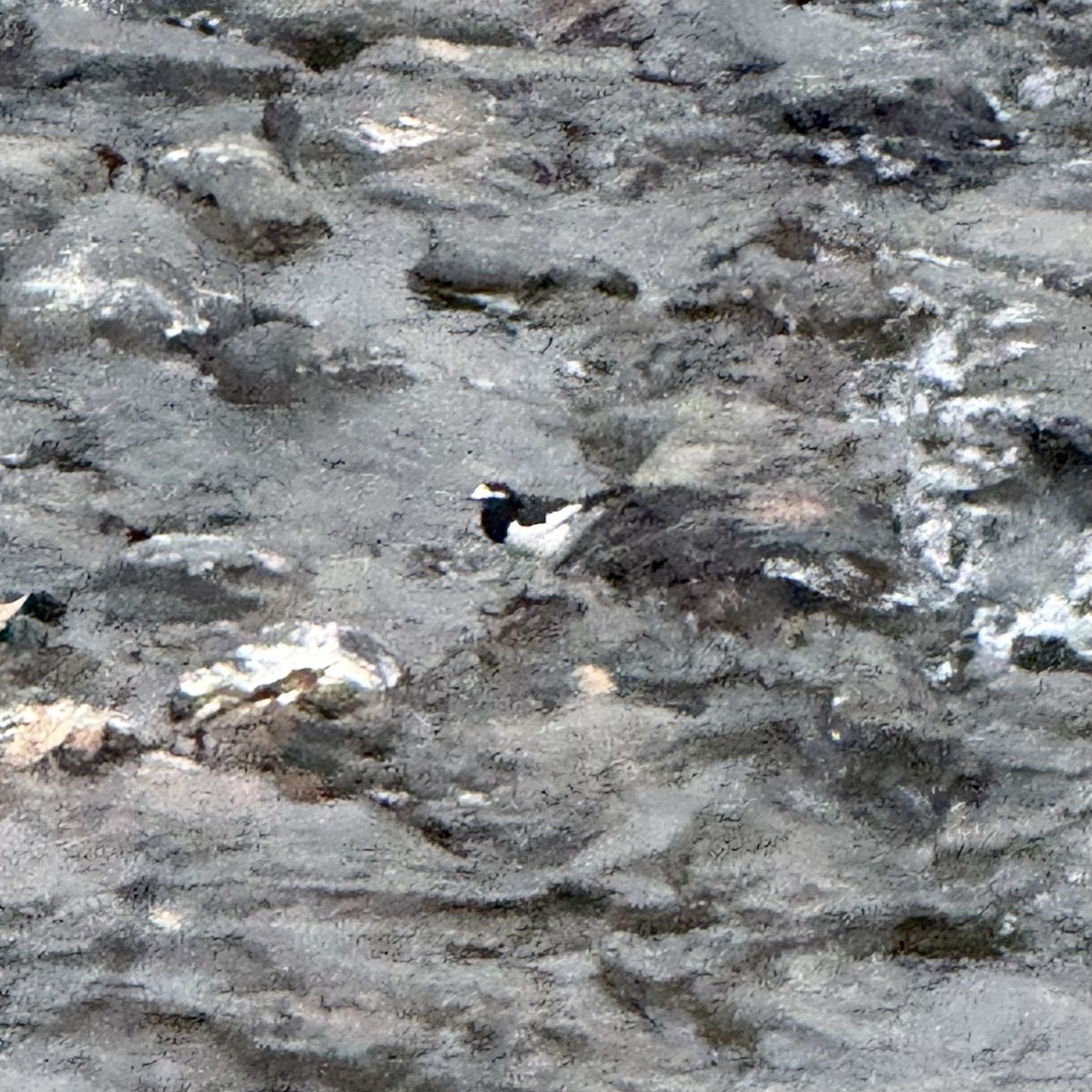 Japanese Wagtail - ML647129452