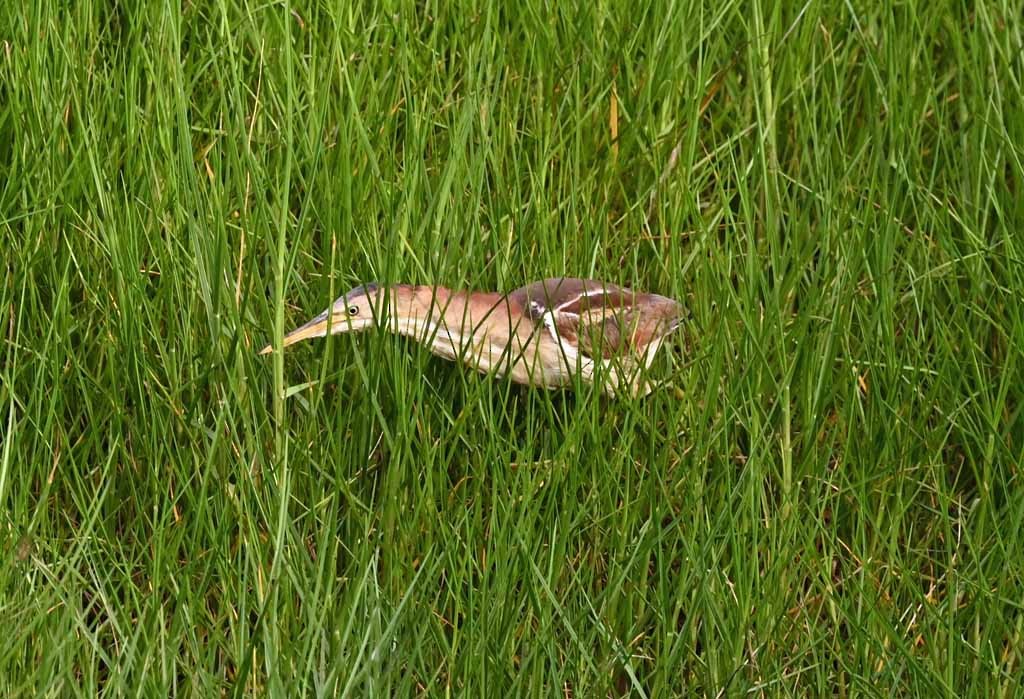 Petit Blongios - ML647129453