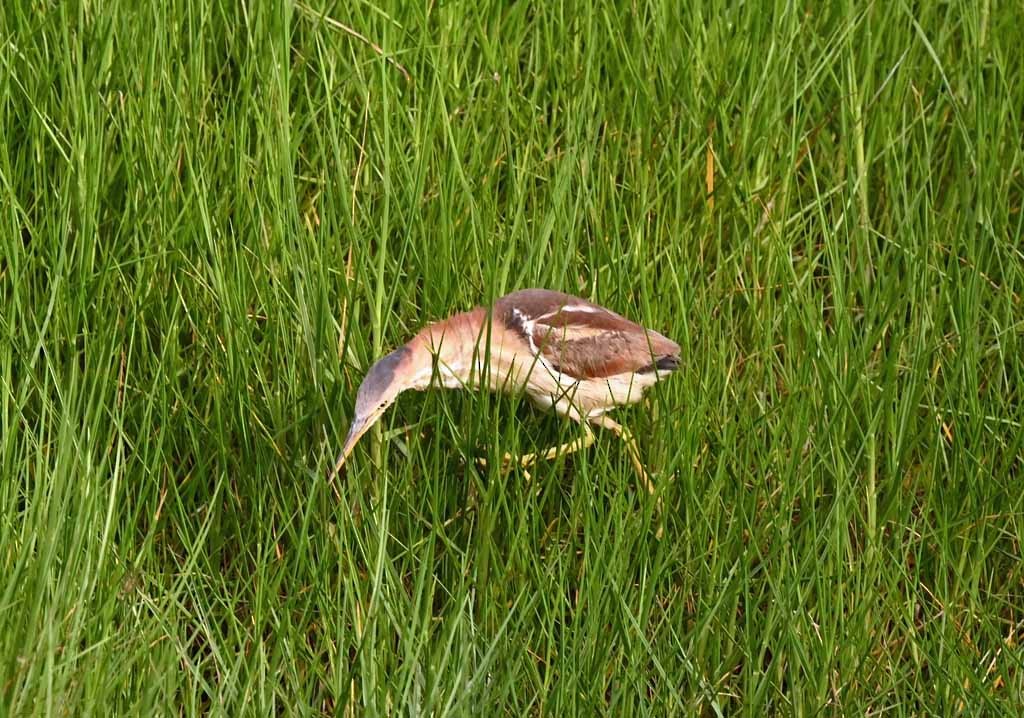 Petit Blongios - ML647129454