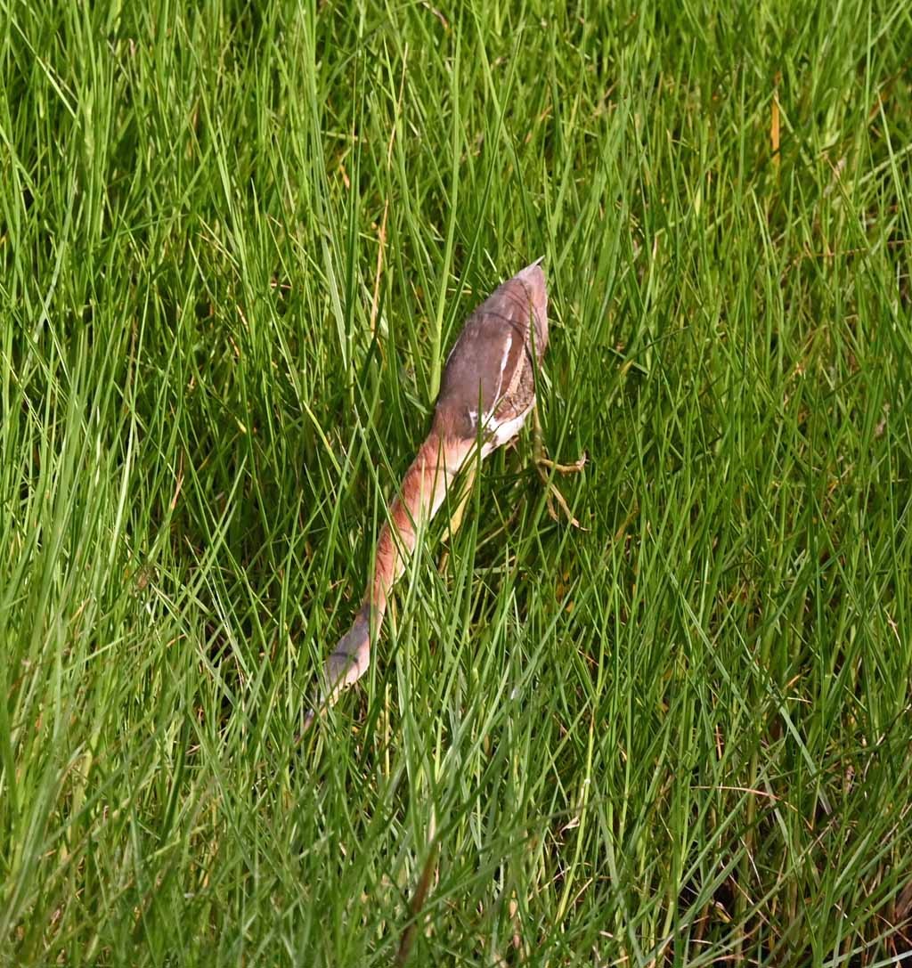 Petit Blongios - ML647129455