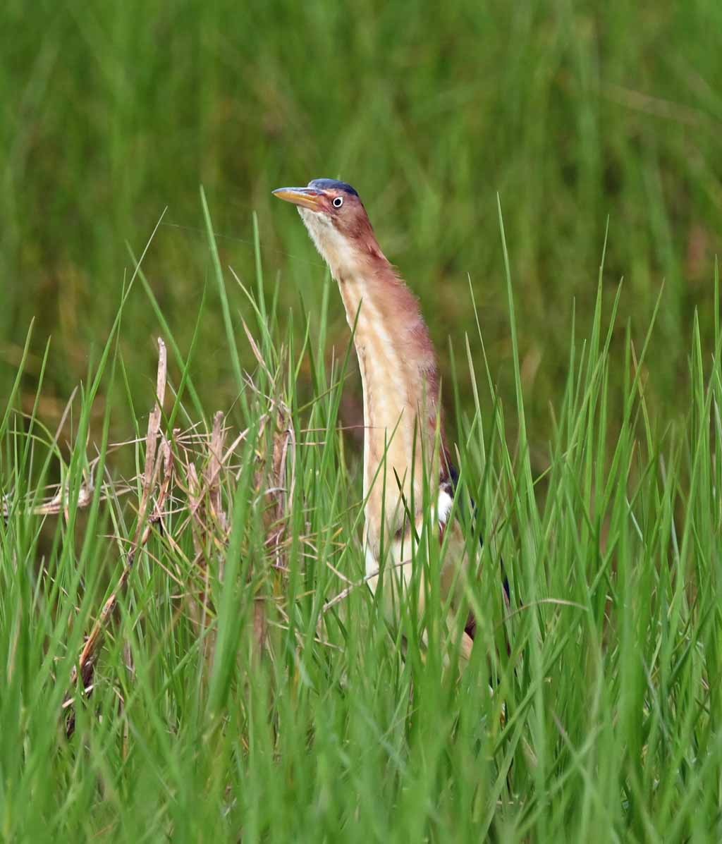 Petit Blongios - ML647129456