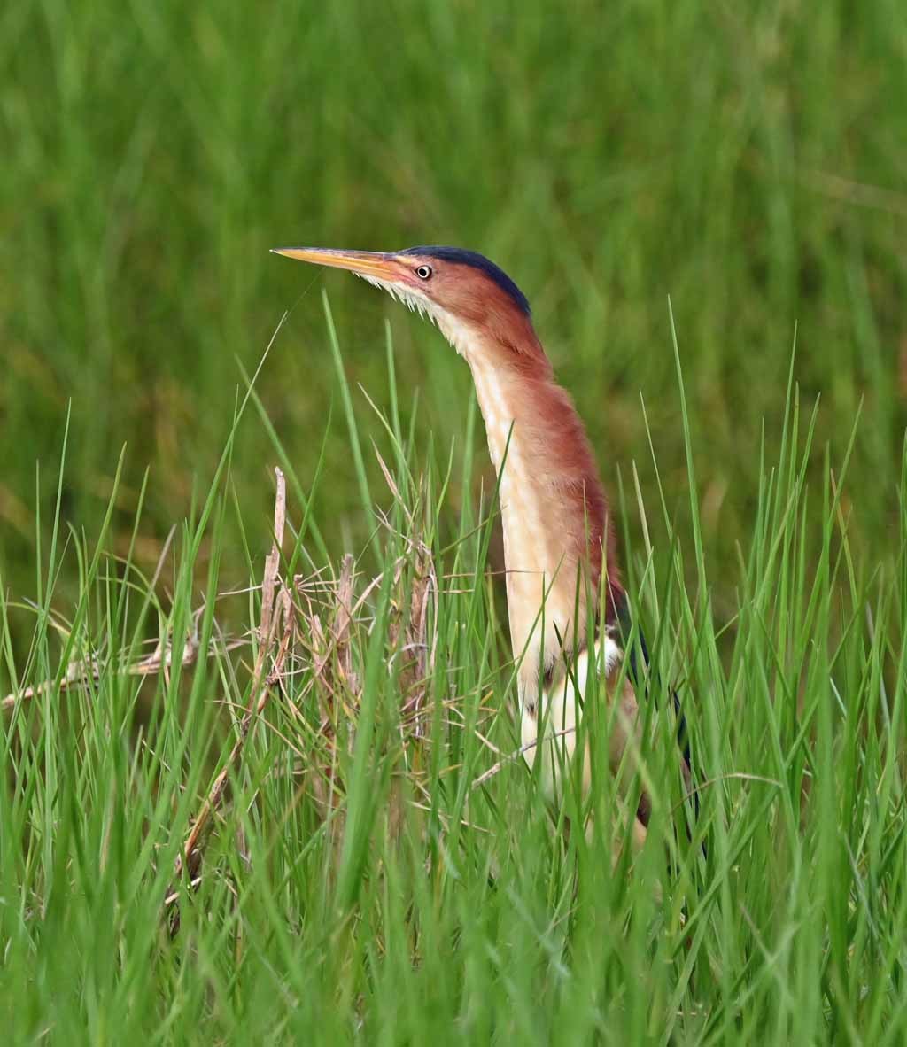 Petit Blongios - ML647129457