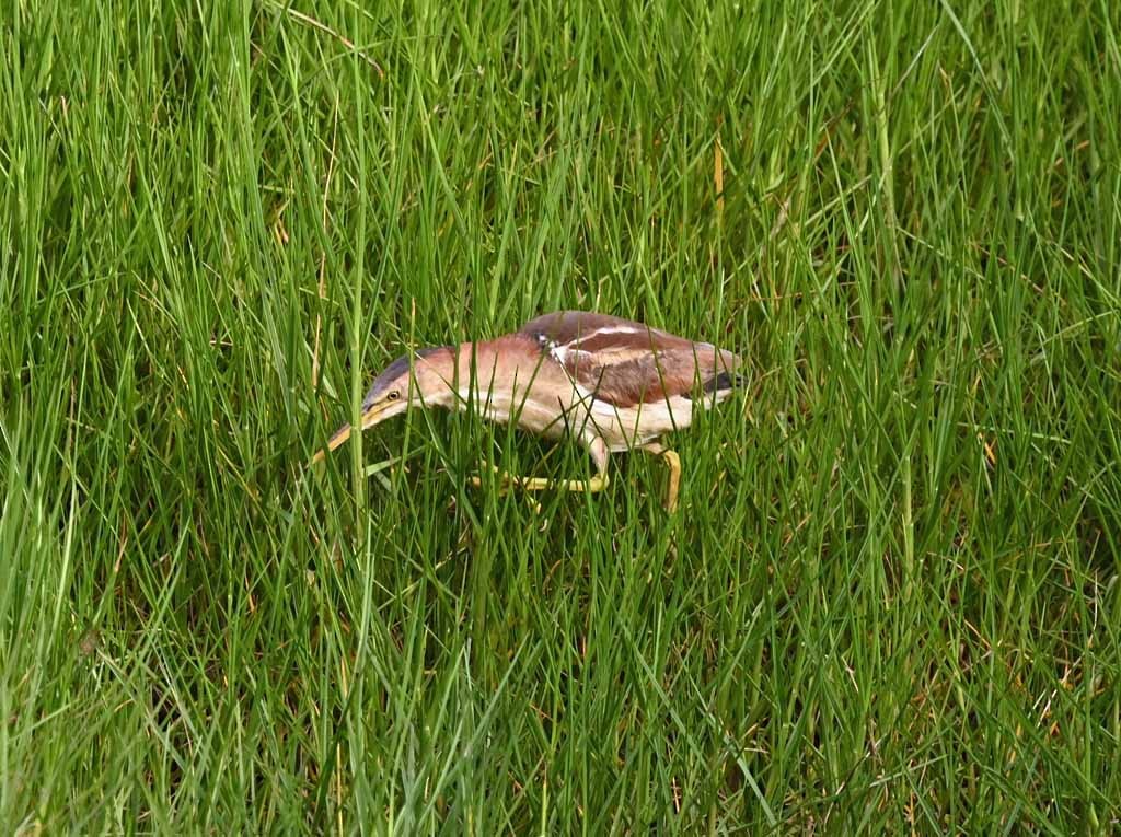 Petit Blongios - ML647129458