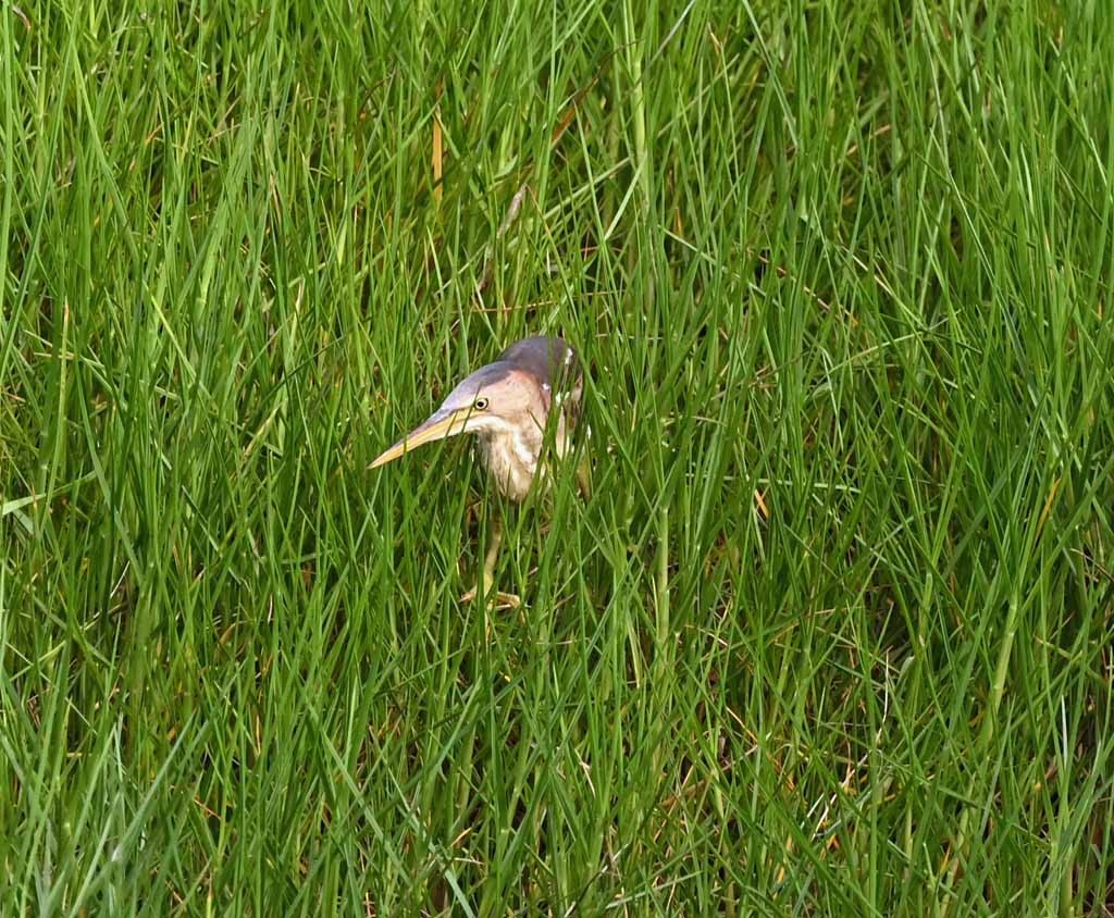 Petit Blongios - ML647129459