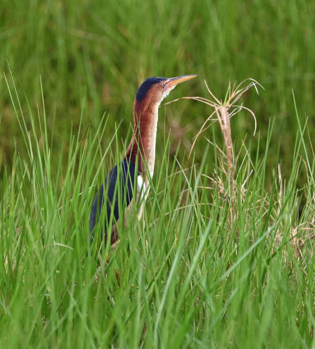 Petit Blongios - ML647129460