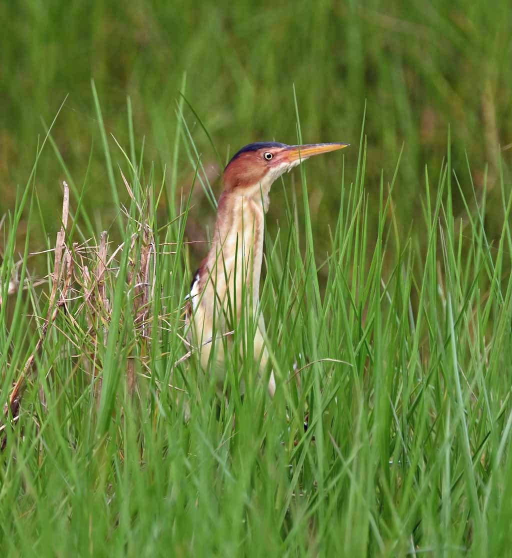 Petit Blongios - ML647129461