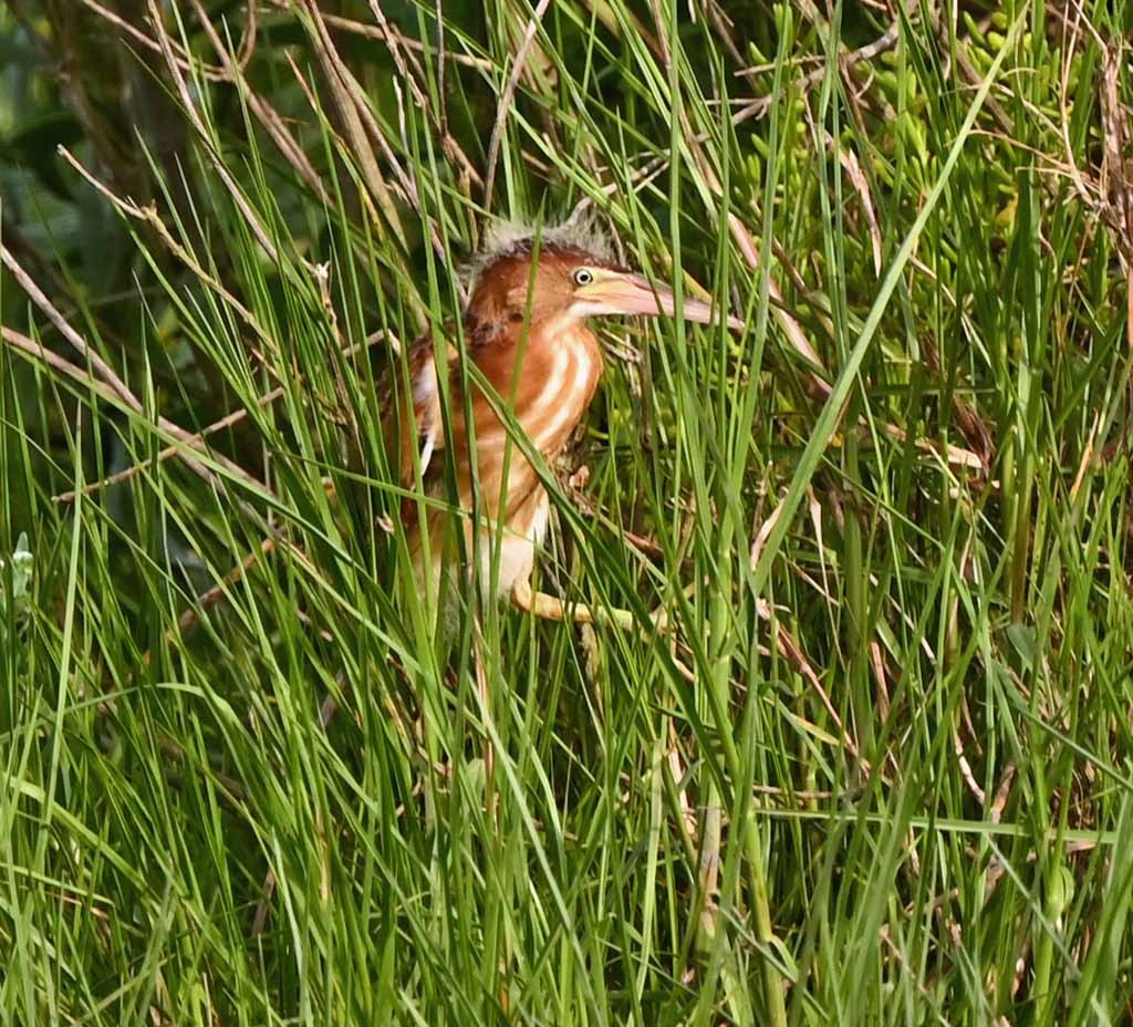 Petit Blongios - ML647129462