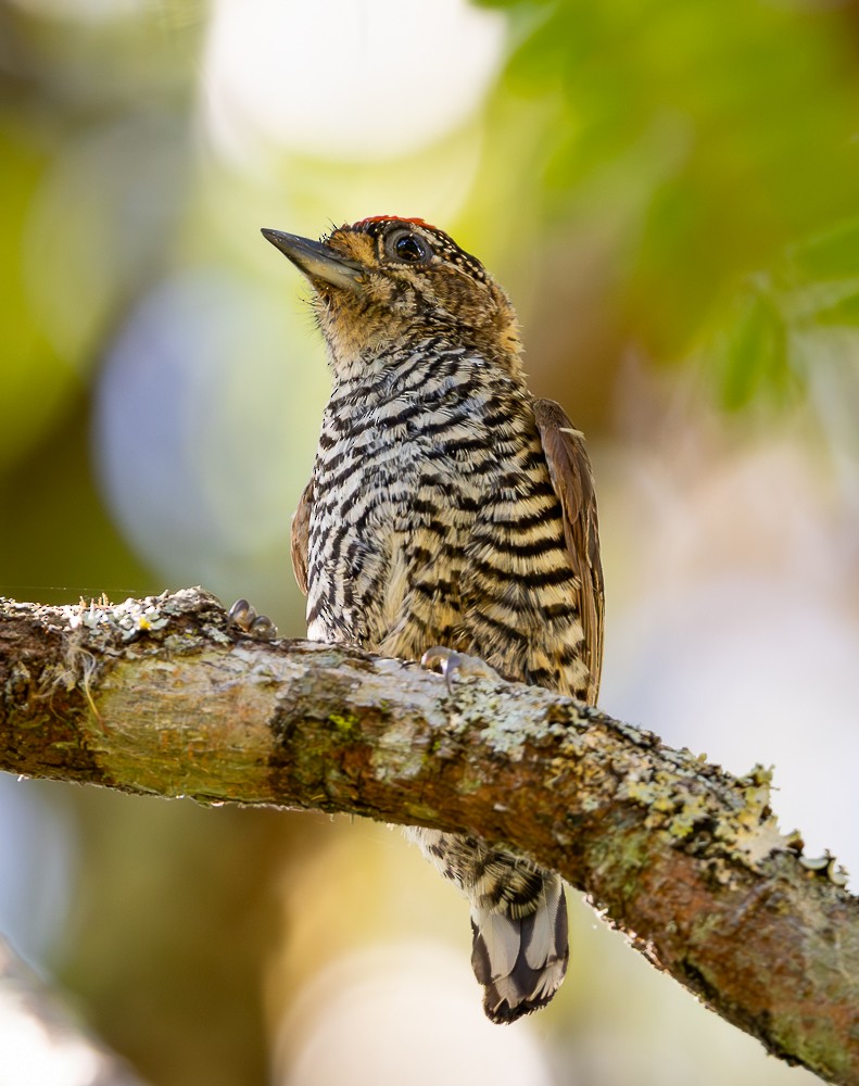 Carpinterito Variable - ML647129483