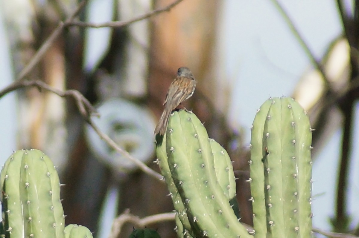 Black-chinned Sparrow - ML647129486