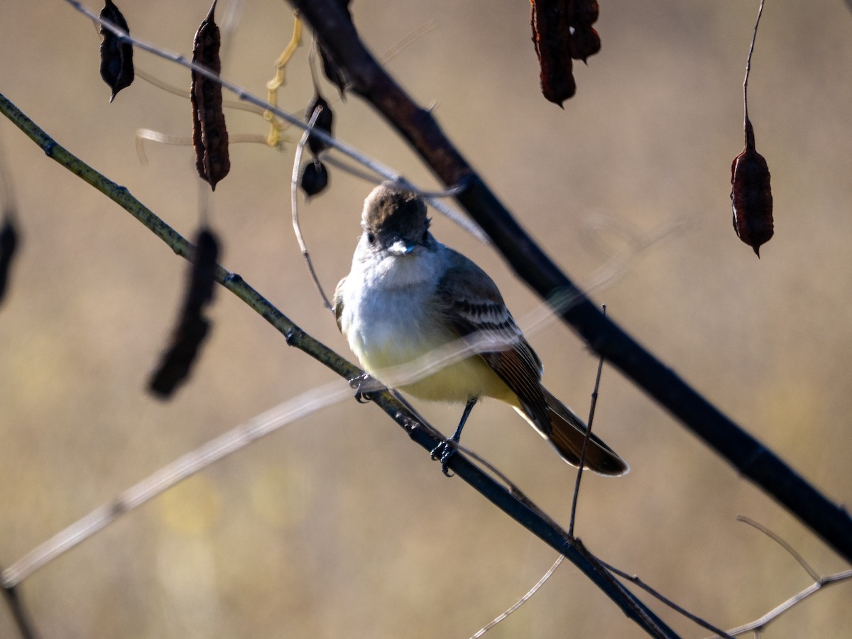 Kalifornienschopftyrann - ML647129496