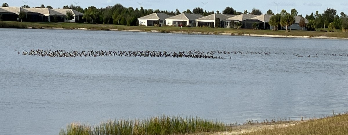 Lesser Scaup - ML647129505